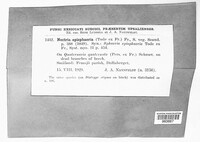 Dialonectria episphaeria image